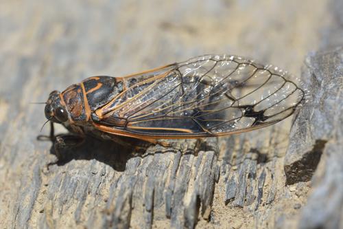 Réf. 328 518 : Psalmocharias plagifera